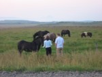Feeding the horses.