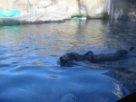 A sea otter at the aquarium.