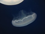 The jellyfish exhibit at the aquarium is very surreal