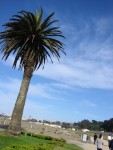 A palm tree by the waterfront
